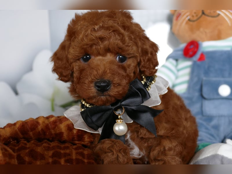 Wunderschöne Toypudel/Zwergpudel Welpen