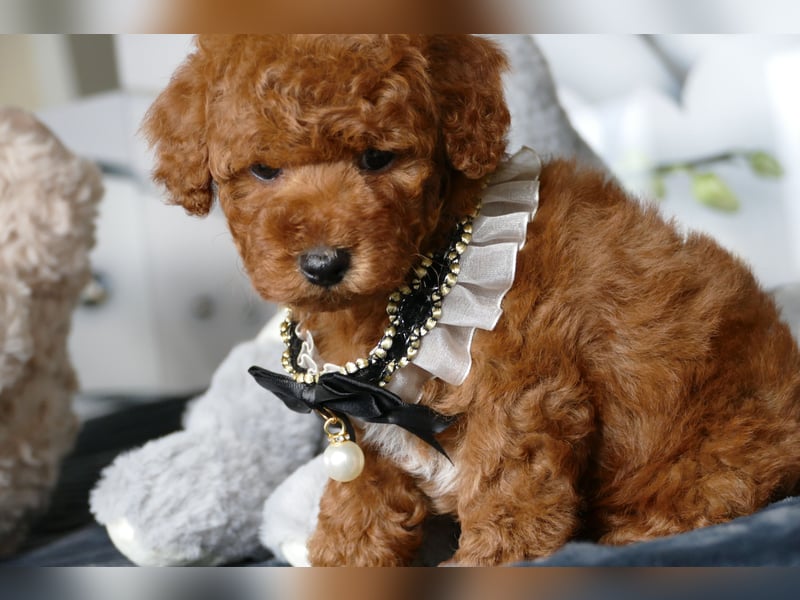 Wunderschöne Toypudel/Zwergpudel Welpen