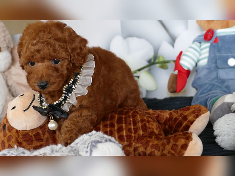 Wunderschöne Toypudel/Zwergpudel Welpen