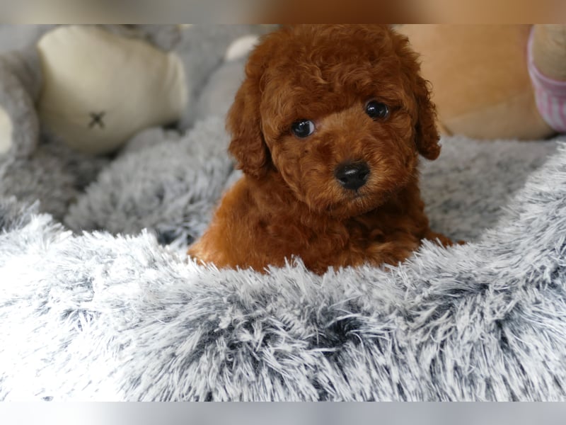 Wunderschöne Toypudel/Zwergpudel Welpen