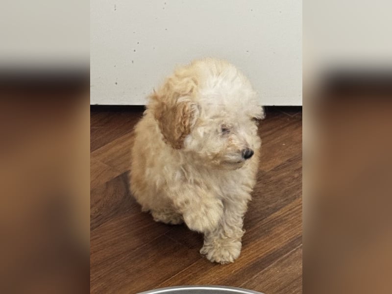 Cucciole di Barboncino Toy con pedigree ENCI/FCI