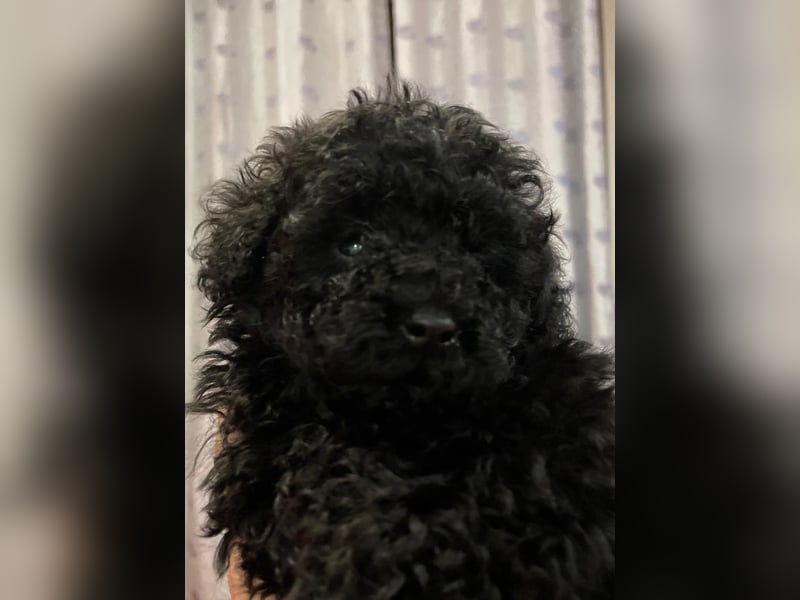 Cucciole di Barboncino Toy con pedigree ENCI/FCI