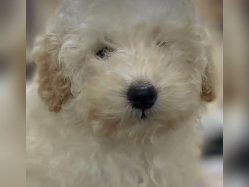 Cucciole di Barboncino Toy con pedigree ENCI/FCI