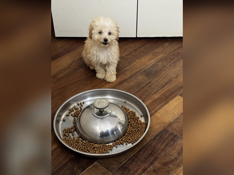 Cucciole di Barboncino Toy con pedigree ENCI/FCI