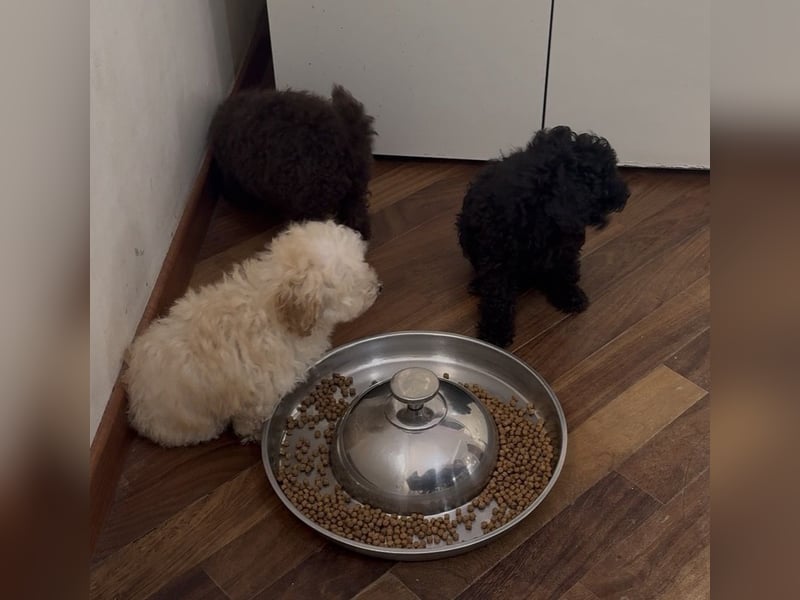 Cucciole di Barboncino Toy con pedigree ENCI/FCI