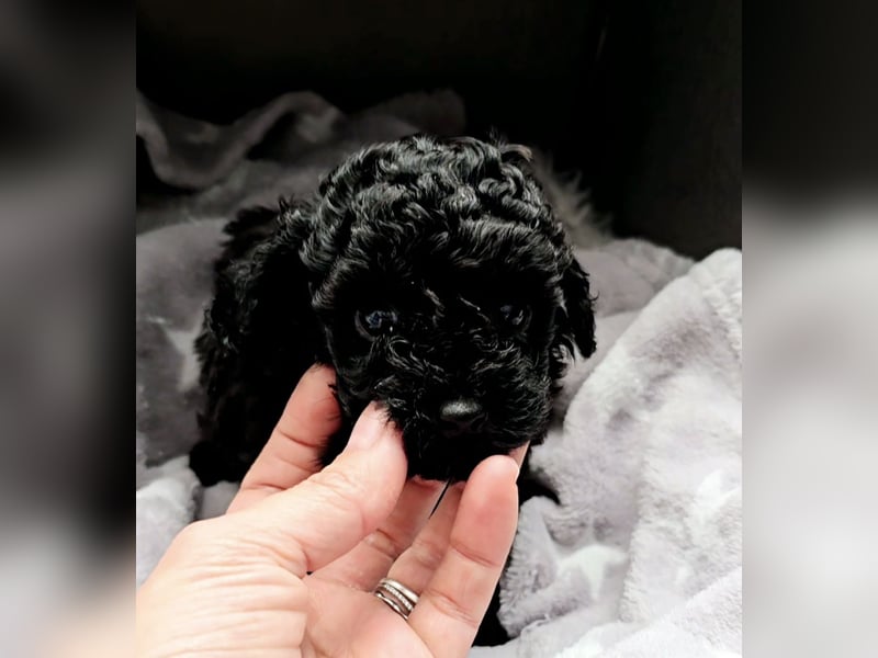 Seltenheit: Bildschöne Asiatische Toypudel Welpen Rot,Apricot u. Solid Schwarz