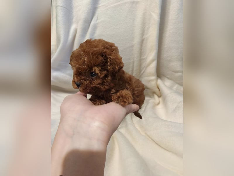 Seltenheit: Bildschöne Asiatische Toypudel Welpen Rot,Apricot u. Solid Schwarz