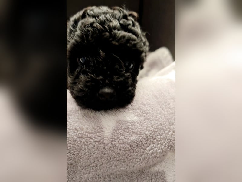 Seltenheit: Bildschöne Asiatische Toypudel Welpen Rot,Apricot u. Solid Schwarz