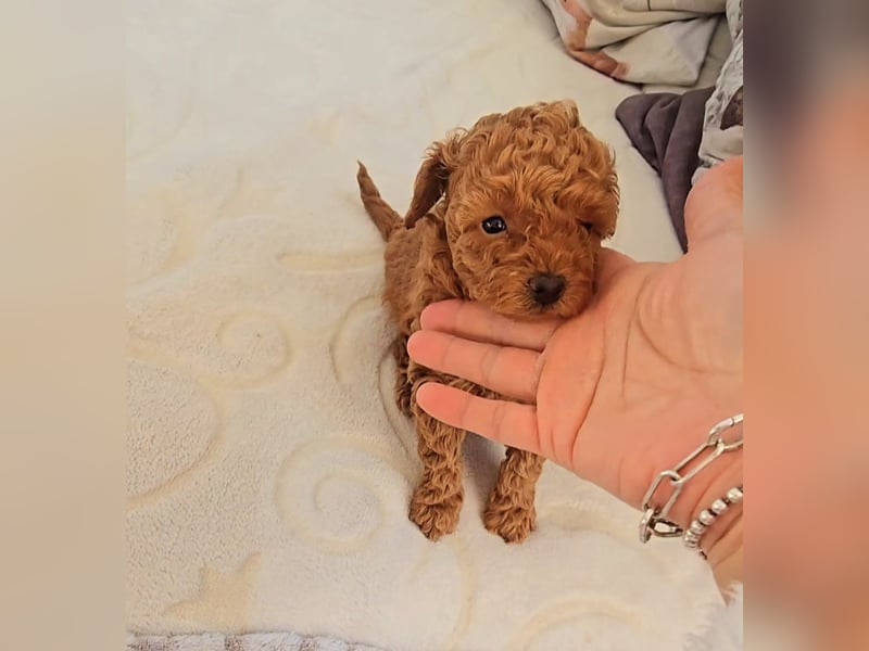 Seltenheit: Bildschöne Asiatische Toypudel Welpen Rot,Apricot u. Solid Schwarz