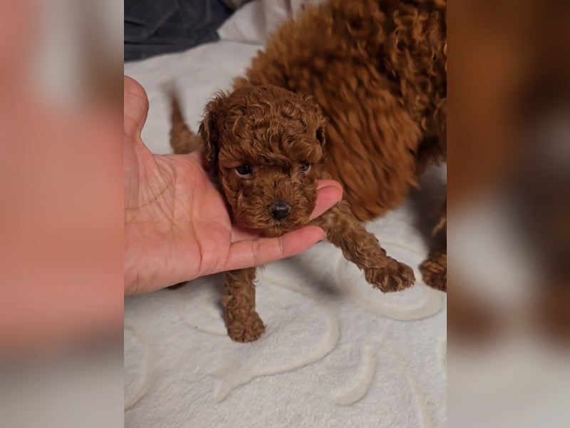 Seltenheit: Bildschöne Asiatische Toypudel Welpen Rot,Apricot u. Solid Schwarz