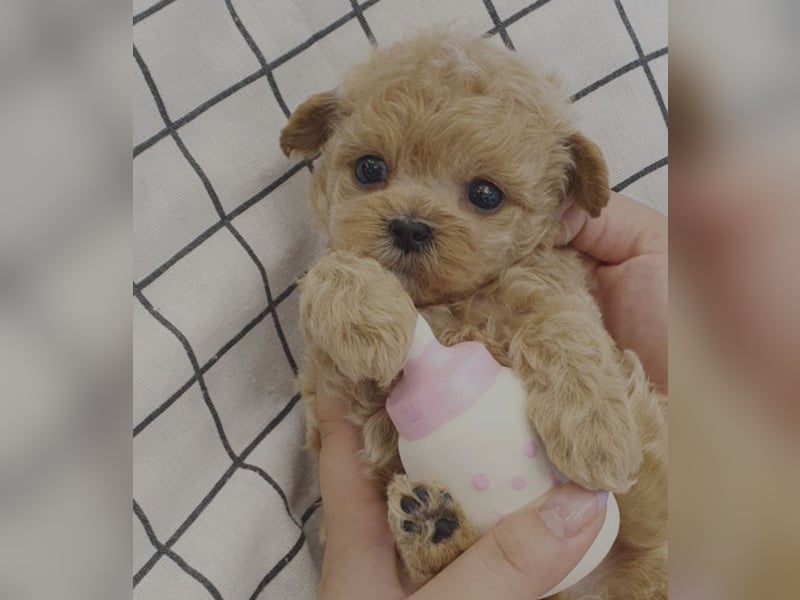 Seltenheit: Bildschöne Asiatische Toypudel Welpen Rot,Apricot u. Solid Schwarz