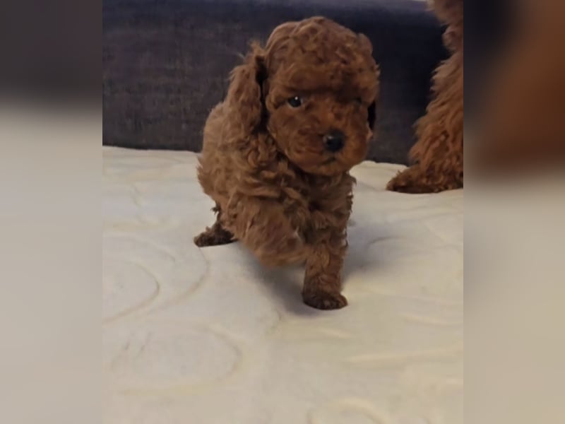 Seltenheit: Bildschöne Asiatische Toypudel Welpen Rot,Apricot u. Solid Schwarz