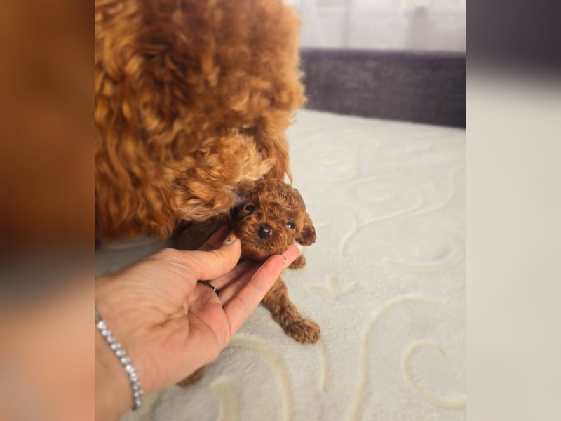 Seltenheit: Bildschöne Asiatische Toypudel Welpen Rot,Apricot u. Solid Schwarz