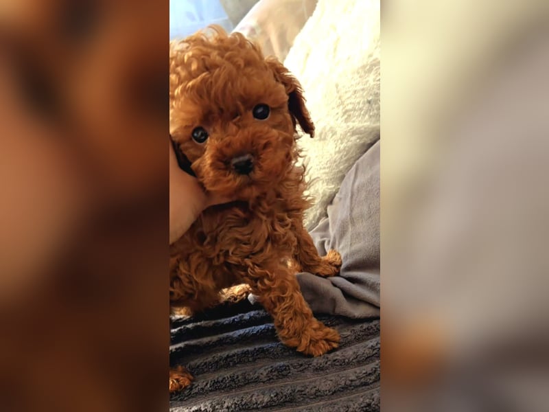 Seltenheit: Bildschöne Asiatische Toypudel Welpen Rot,Apricot u. Solid Schwarz