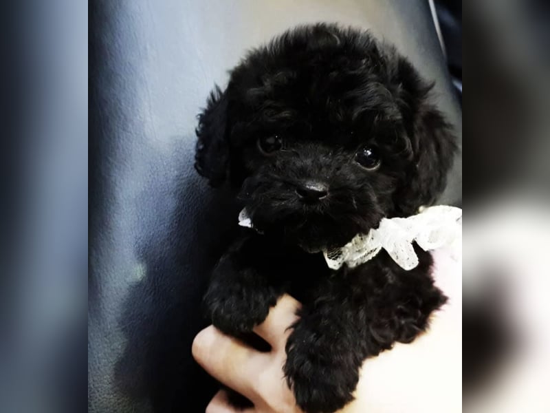 Seltenheit: Bildschöne Asiatische Toypudel Welpen Rot,Apricot u. Solid Schwarz