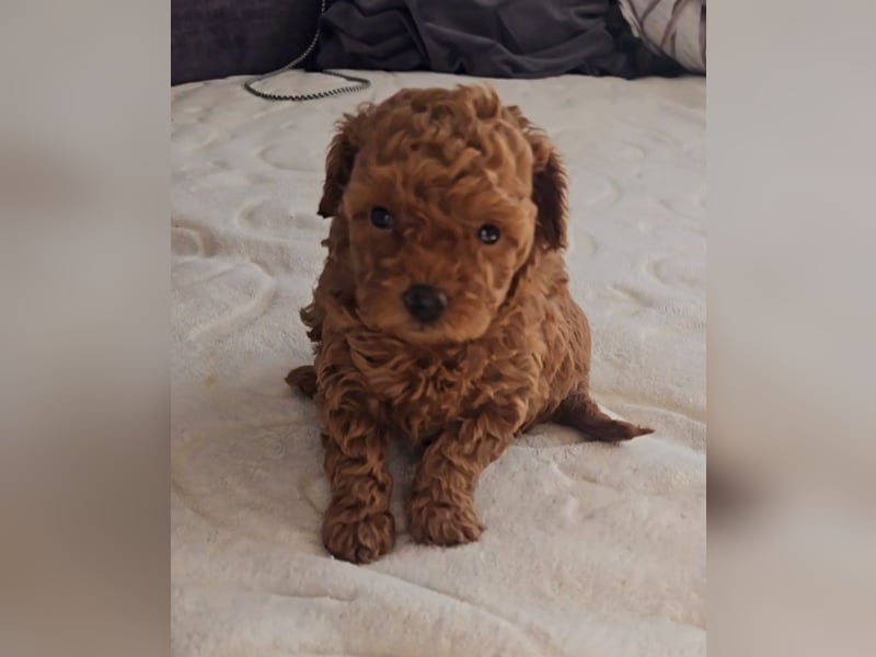 Seltenheit: Bildschöne Asiatische Toypudel Welpen Rot,Apricot u. Solid Schwarz