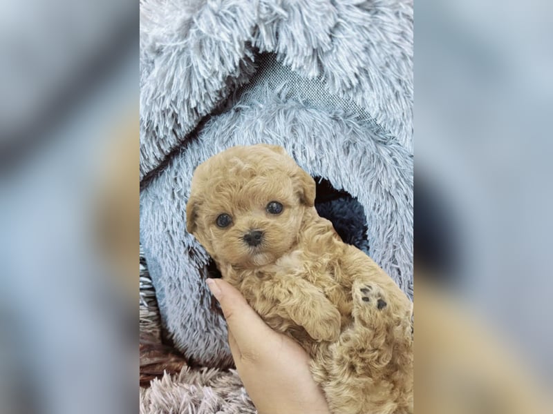 Seltenheit: Bildschöne Asiatische Toypudel Welpen Rot,Apricot u. Solid Schwarz