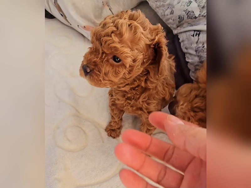 Seltenheit: Bildschöne Asiatische Toypudel Welpen Rot,Apricot u. Solid Schwarz