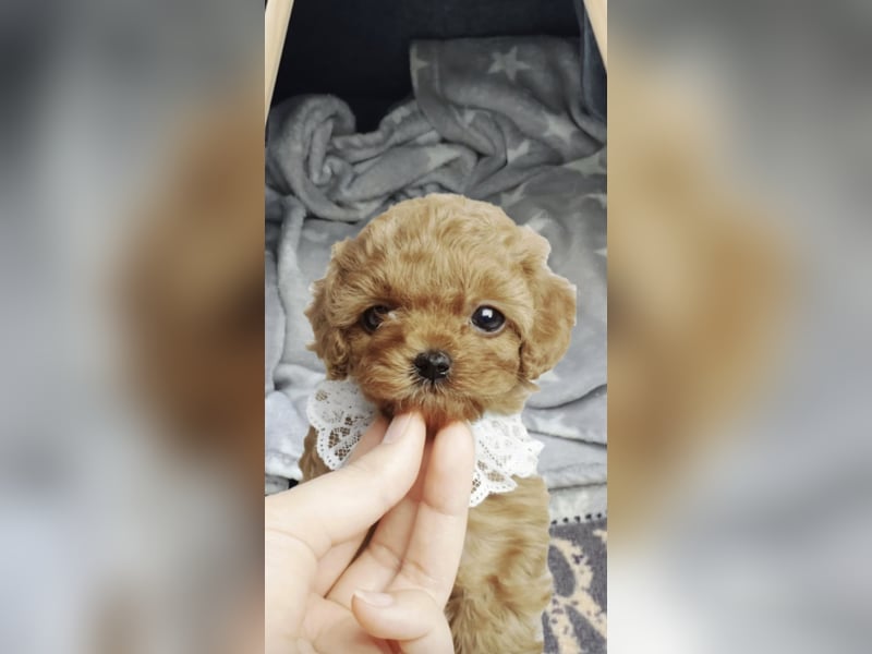 Seltenheit: Bildschöne Asiatische Toypudel Welpen Rot,Apricot u. Solid Schwarz