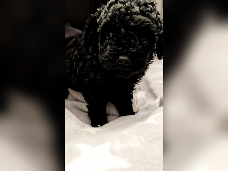 Seltenheit: Bildschöne Asiatische Toypudel Welpen Rot,Apricot u. Solid Schwarz