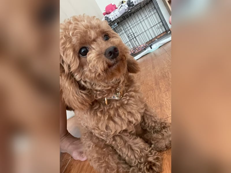 Toy Pudel Dame 3.5 Jahre