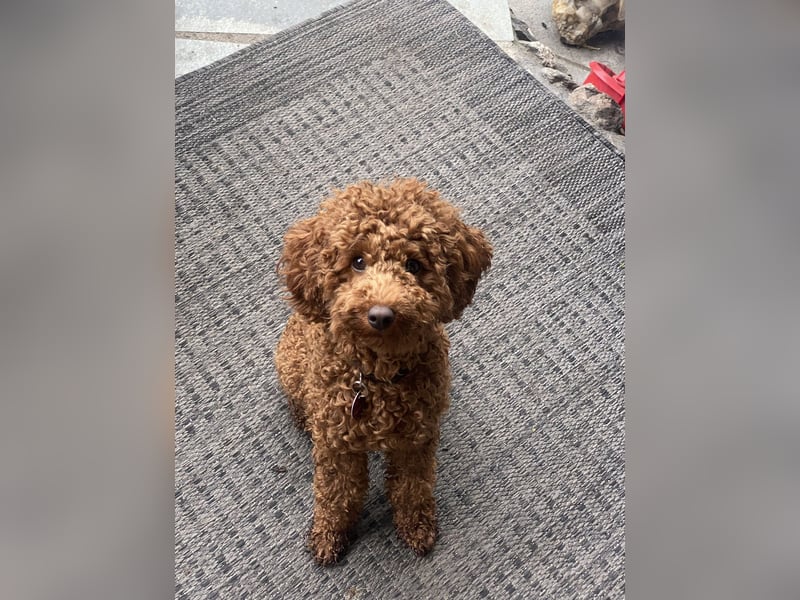 Wunderschöner Toypudel-Deckrüde verfügbar