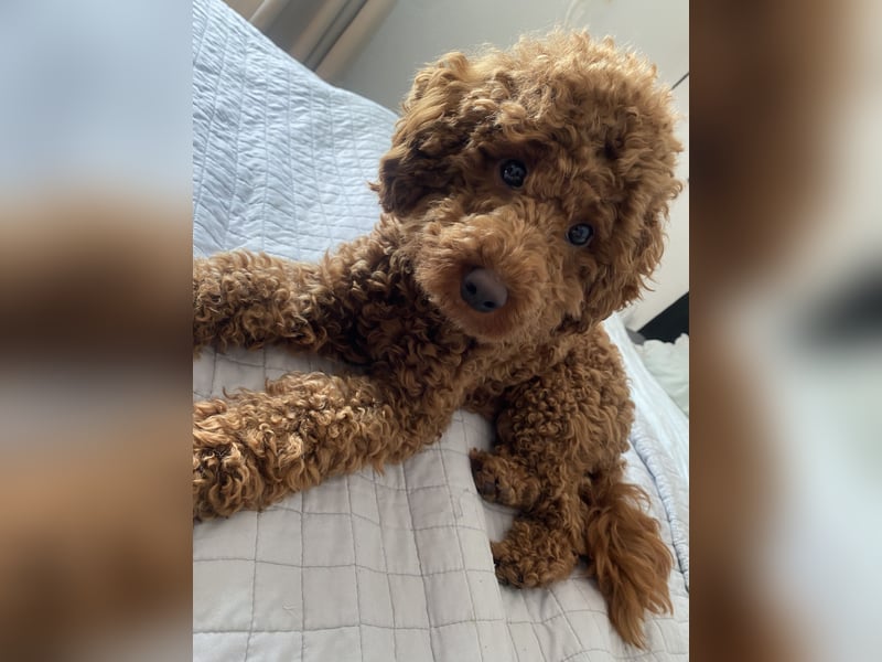 Wunderschöner Toypudel-Deckrüde verfügbar