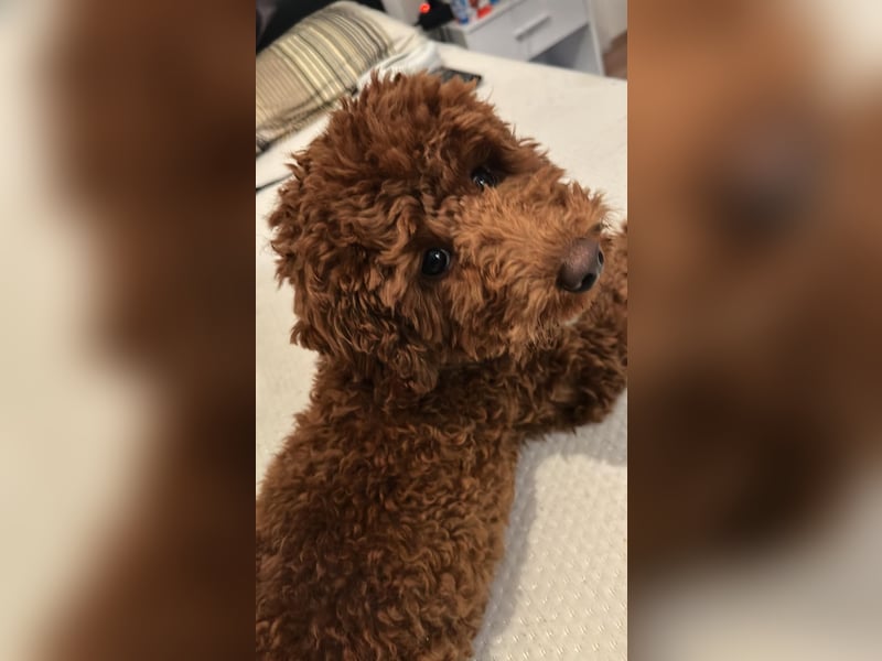 Wunderschöner Toypudel-Deckrüde verfügbar