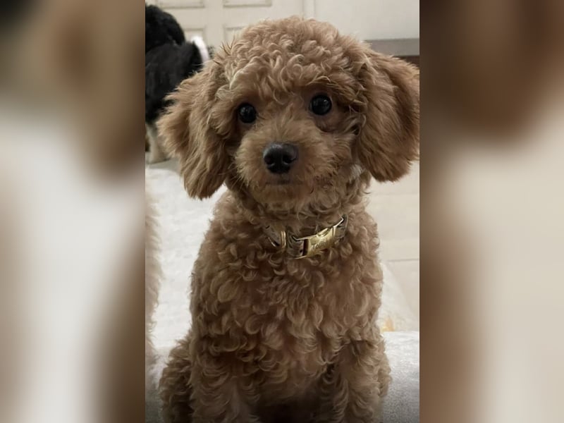 Toy Pudel Dame 3.5 Jahre