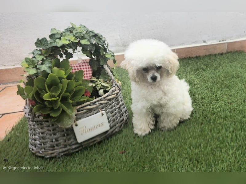 Reinrassige Teacup Pudel Hündin VDH/FCI geb. 22.04.2026