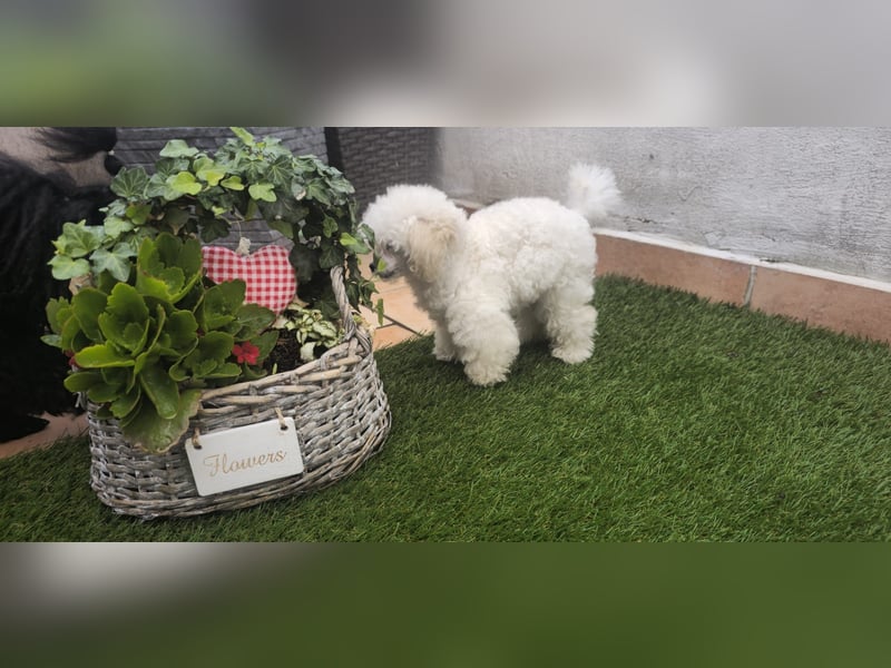 Reinrassige Teacup Pudel Hündin VDH/FCI geb. 22.04.2026