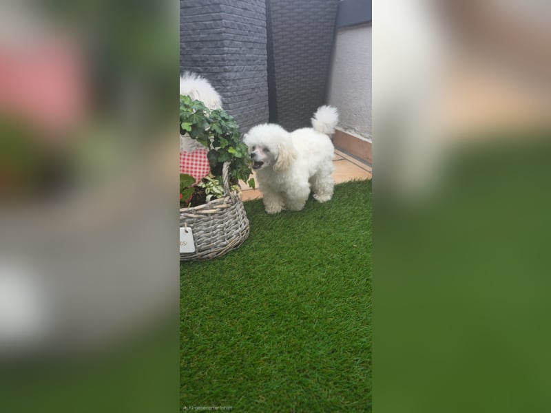 Reinrassige Teacup Pudel Hündin VDH/FCI geb. 22.04.2026