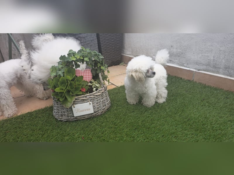 Reinrassige Teacup Pudel Hündin VDH/FCI geb. 22.04.2026