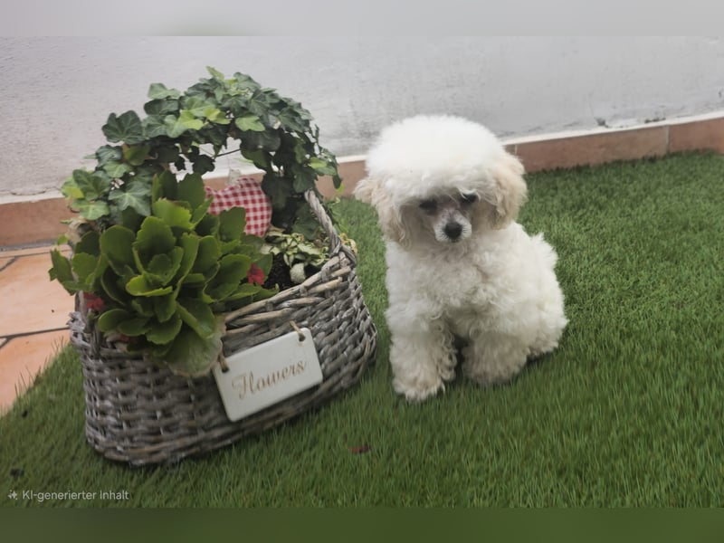 Reinrassige Teacup Pudel Hündin VDH/FCI geb. 22.04.2026