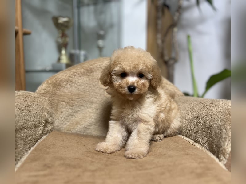 Wunderschöner Toy-Pudel-Rüde zu verkaufen