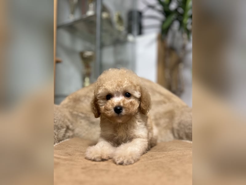 Wunderschöner Toy-Pudel-Rüde zu verkaufen