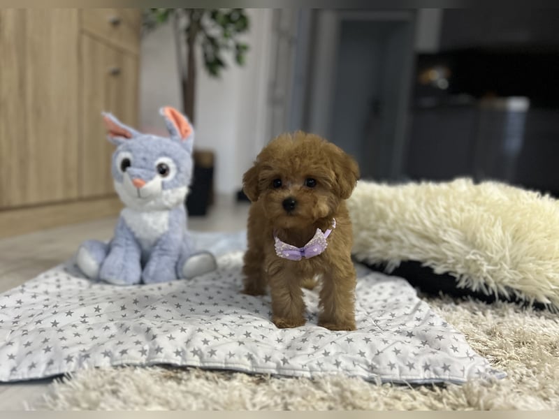 Wunderschönes, winziges Maltipoo Mädchen zu verkaufen