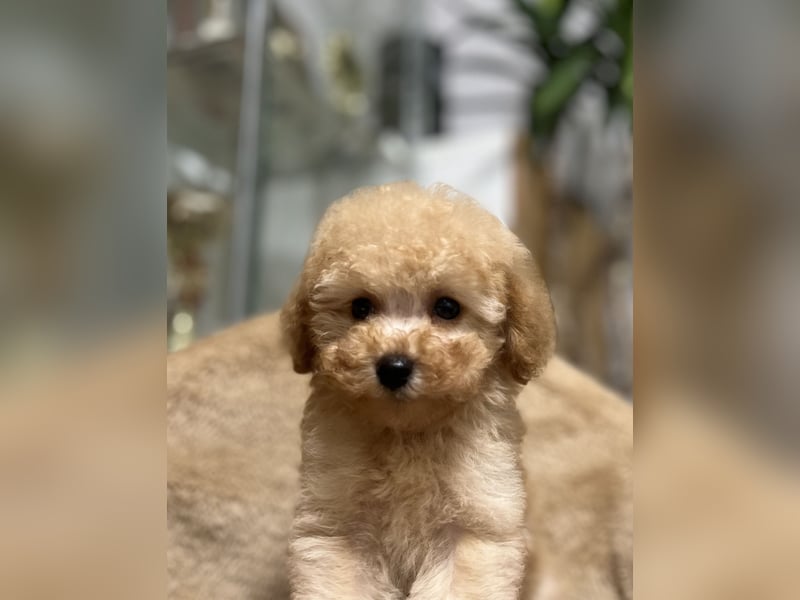 Wunderschöner Toy-Pudel-Rüde zu verkaufen