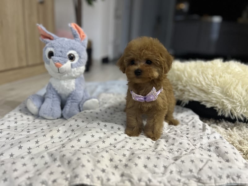 Wunderschönes, winziges Maltipoo Mädchen zu verkaufen