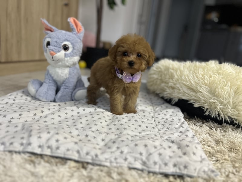 Wunderschönes, winziges Maltipoo Mädchen zu verkaufen