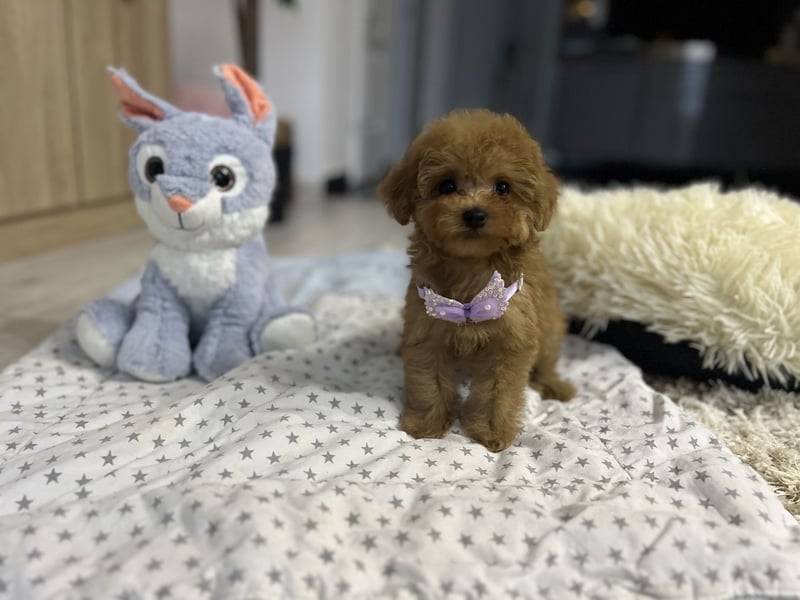 Wunderschönes, winziges Maltipoo Mädchen zu verkaufen