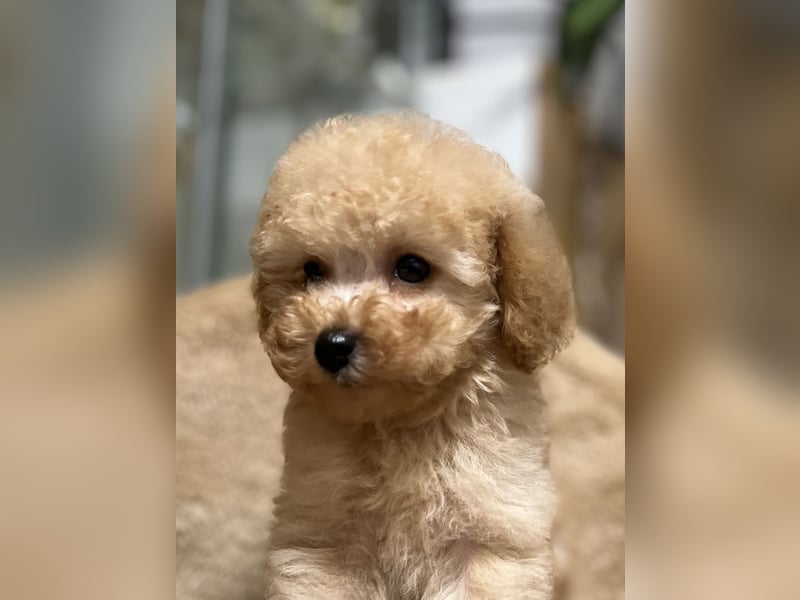 Wunderschöner Toy-Pudel-Rüde zu verkaufen