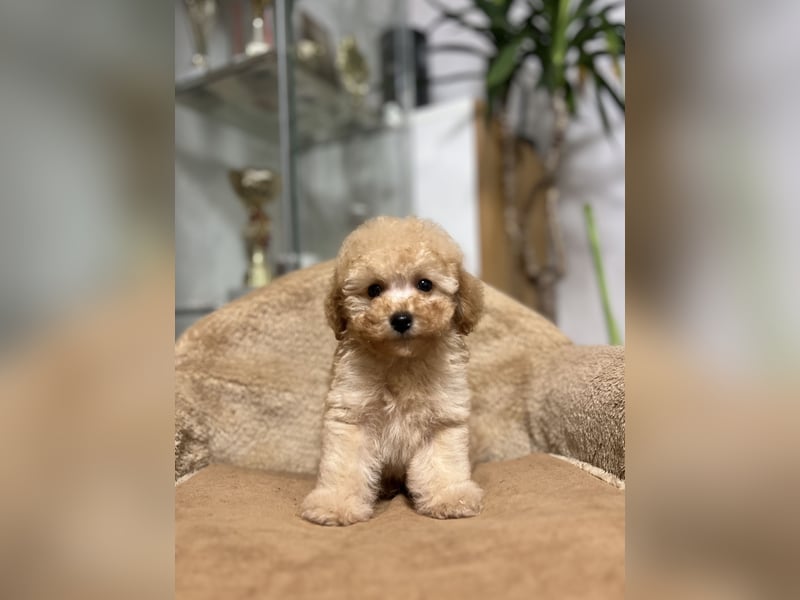 Wunderschöner Toy-Pudel-Rüde zu verkaufen