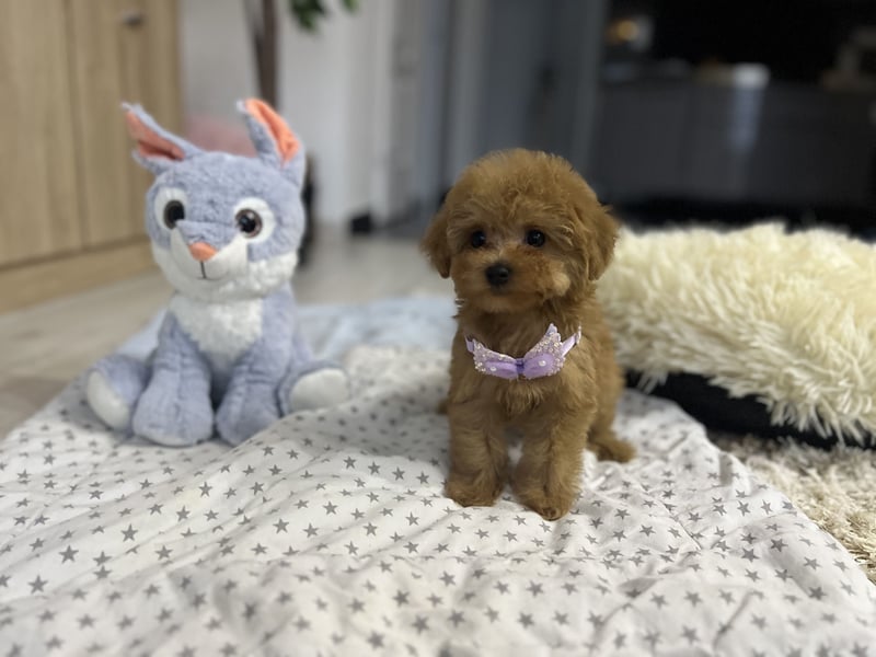 Wunderschönes, winziges Maltipoo Mädchen zu verkaufen