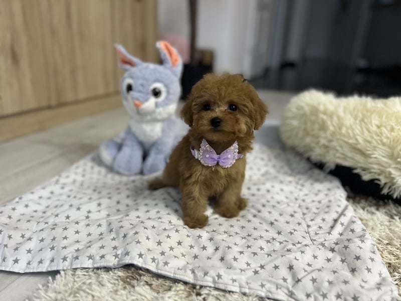 Wunderschönes, winziges Maltipoo Mädchen zu verkaufen