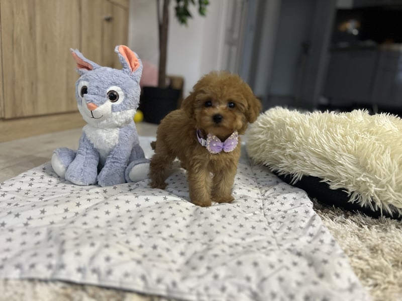 Wunderschönes, winziges Maltipoo Mädchen zu verkaufen