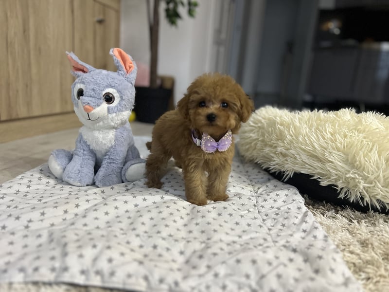 Wunderschönes, winziges Maltipoo Mädchen zu verkaufen