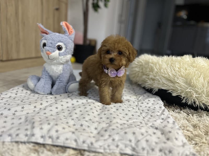 Wunderschönes, winziges Maltipoo Mädchen zu verkaufen