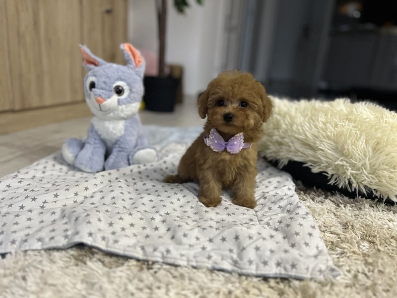 Wunderschönes, winziges Maltipoo Mädchen zu verkaufen