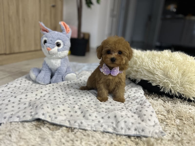 Wunderschönes, winziges Maltipoo Mädchen zu verkaufen